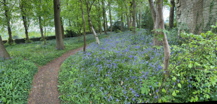Woodland path with bluebells and trees.
