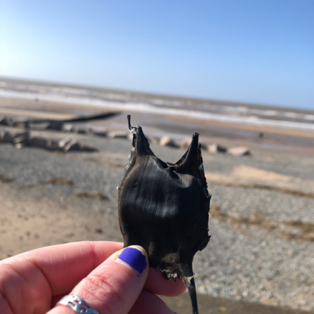 Mermaid's purse. Photo by Amy Shakeshaft