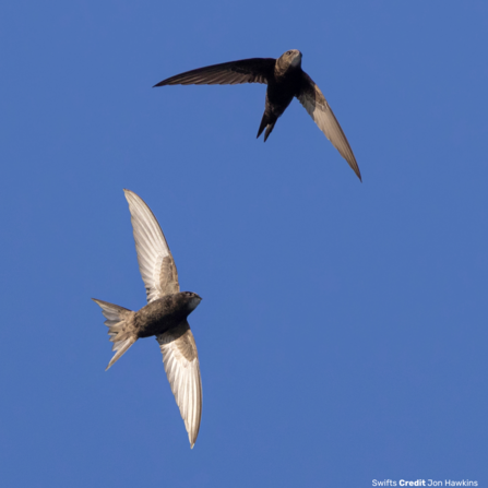 Two swifts credit Jon Hawkins