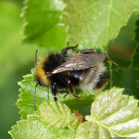 Bumblebee by Dave Steel