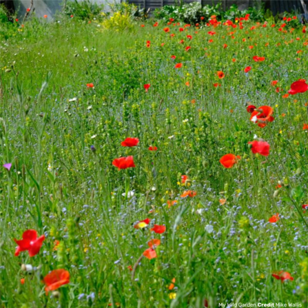 Mike Wallis' Wild Garden