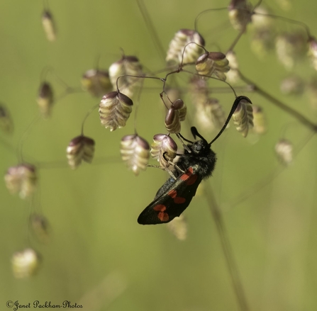 Six-spot burnet moth by Janet Packham