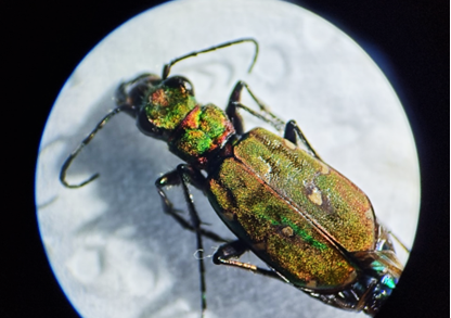 A green tiger beetle. it is iridescent green and goldish in colour