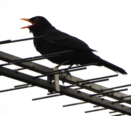 Blackbird by Dave Steel