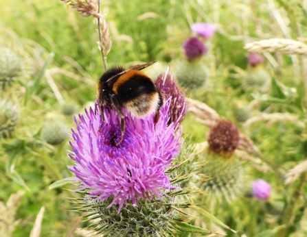 Buff-tailed bumblebee by Dave Steel