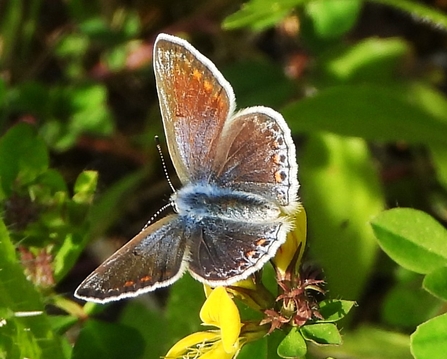 Common blue butterfly by Dave Steel