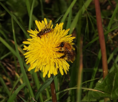 Pollinators on a dandelion by Dave Steel