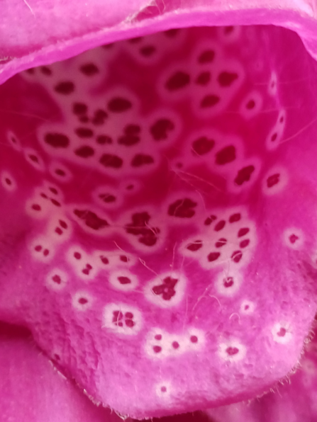 A close up of the inside of a foxglove flower