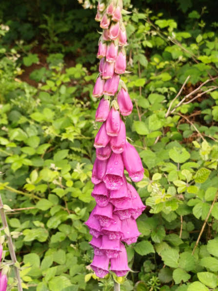 A pink foxglove in bloom