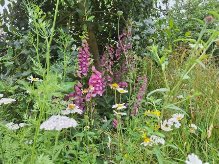 Foxgloves blooming alongside other wildflowers in a woodland edge