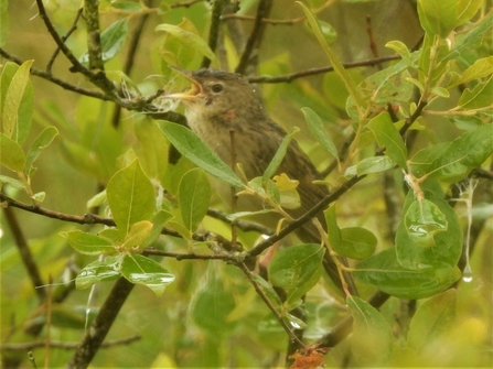 Grasshopper warbler by Dave Steel