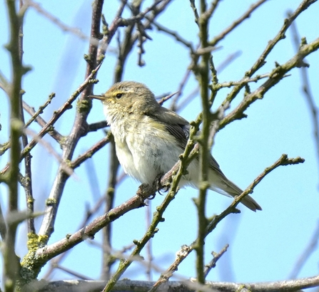 Chiffchaff at Lunt. Credit Kevin Hall