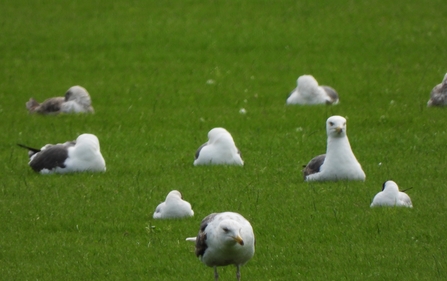 Lesser black-backed gulls by Dave Steel