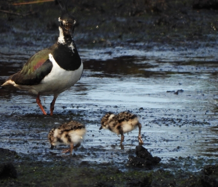 Lapwing and chicks on the moss by Dave Steel