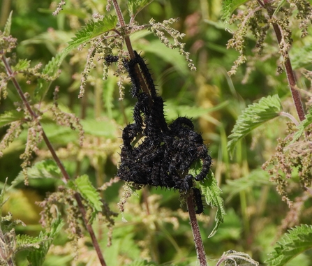 Peacock caterpillars by Dave Steel