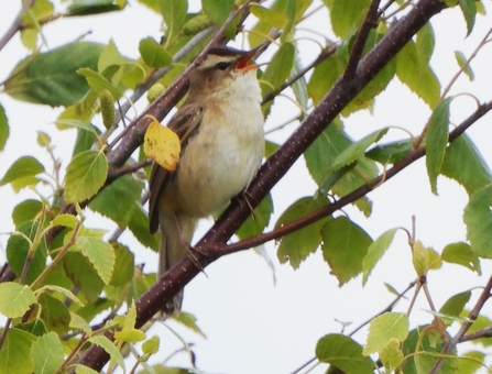 Sedge warbler by Dave Steel