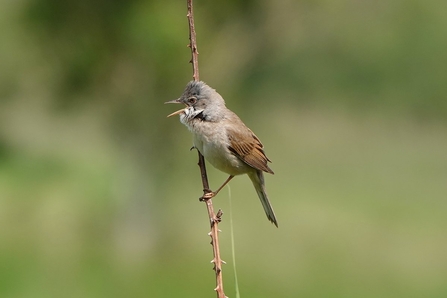 Whitethroat at Lunt. Credit Tom McKibbin