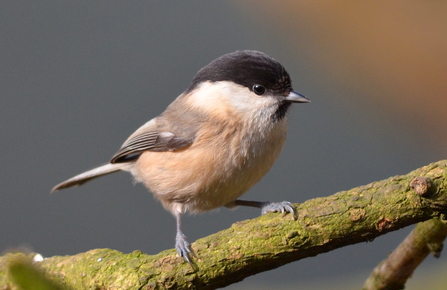 Brown and black willow tit