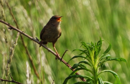 Wren in full voice by Dave Steel