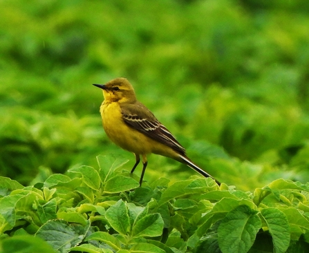 Yellow wagtail by Dave Steel
