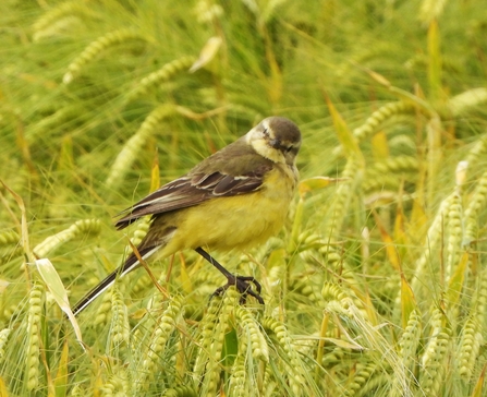 Yellow wagtail by Dave Steel
