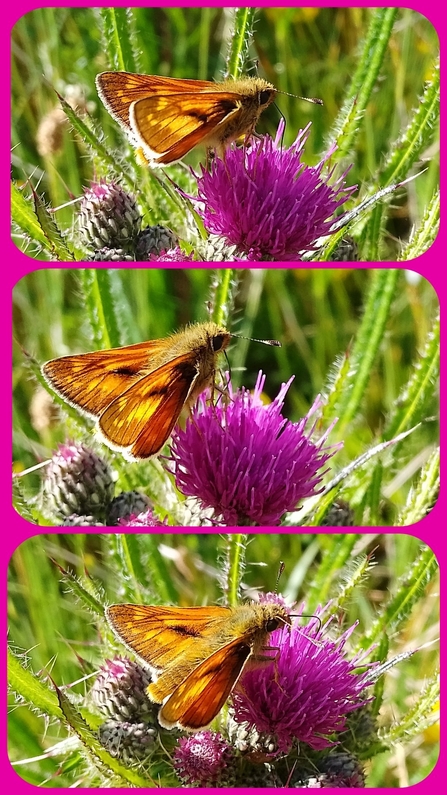 Large skipper butterfly at Brockholes. Credit Sarah L