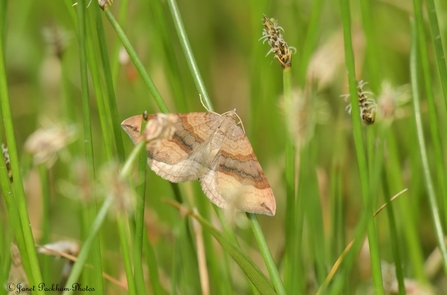 Shaded broad-bar moth. Credit Janet Packham