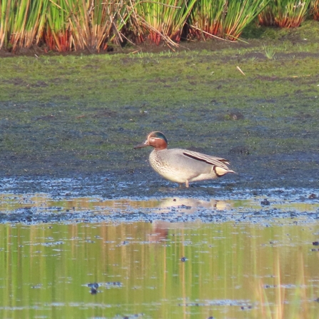Teal duck on Little Woolden Moss. Credit Kevin Bradshaw