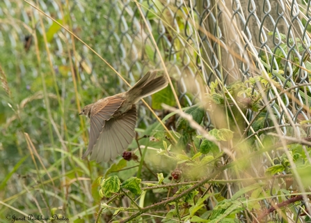 Whitethroat at MNR Credit Janet Packham