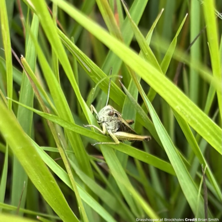 Grasshopper at Brockholes Credit Brian Smith