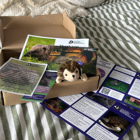 Open hedgehog adopt a species pack