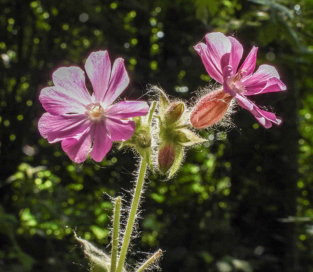 Two red campion flowers in bloom