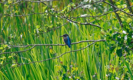 Kingfisher at Mere Sands Wood Credit Nathan Wilde