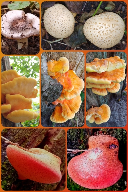 Fungi at MSW Credit Sarah L