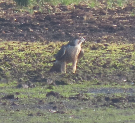 Peregrine Falcon at Chat Moss nature reserve Credit Kevin Bradshaw 