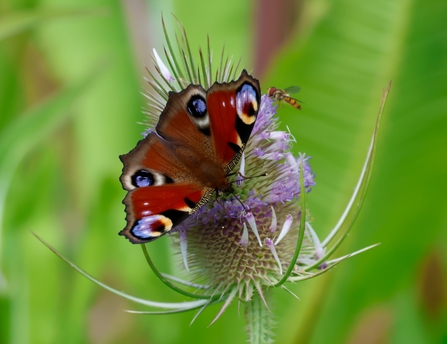 Peacock butterfly at MSW Credit Nathan Wilde 