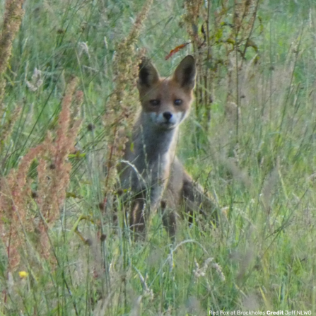 Fox at Brockholes Credit Jeff at NLWG