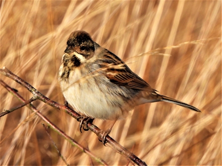 Reed bunting by Dave Steel
