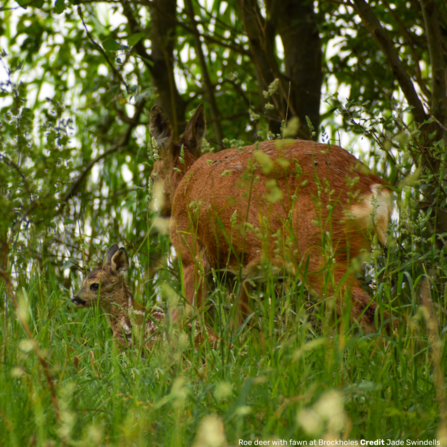 Roe fawn at Brockholes Credit Jade Swindells