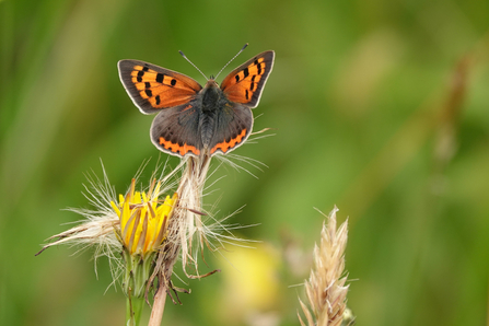 Small Copper taken at Brockholes Nature Reserve and entered into the photo competition 