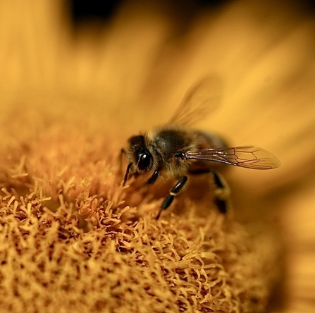 Titled 'yellow is the Colour of Summer' this bee was captured at Brockholes Nature Reserve and entered into our photography competition 