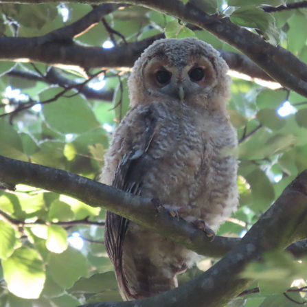 Tawny owl at Chat Moss Credit Kevin Bradshaw 