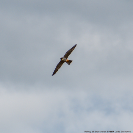 Hobby at Brockholes Credit Jade Swindells