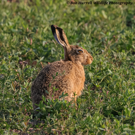 Hare at Lunt Credit Bob Hurrell