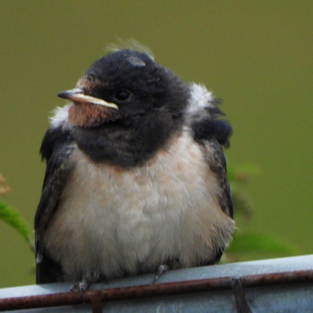 Fledgling swallow at Chat Moss Credit Dave Steel