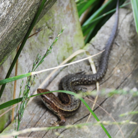 Common Lizard by Dave Steel