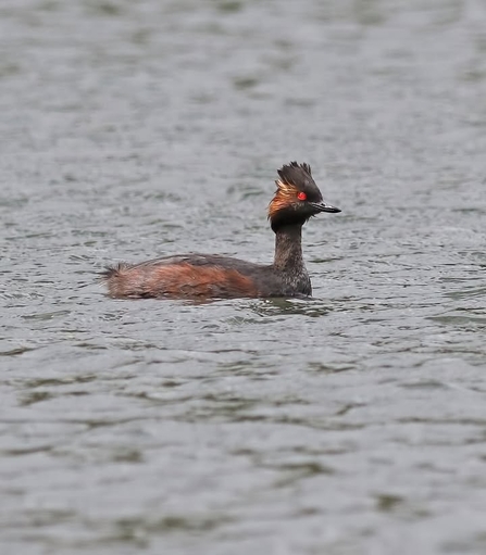 Black-necked grebe at Moses Gate reserve Credit Dennis Atherton