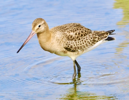 Black-tailed godwit at Seaforth Credit Tony Conway