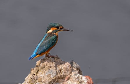 Kingfisher at Seaforth Credit Gill Griffiths