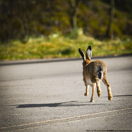 Hare at Brockholes Credit @richardpmedia